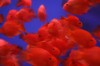 Red Parrot Fish Hybrid Amphilophus citrinellus × Vieja melanurus 5cm.