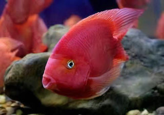 Red Parrot Fish Hybrid Amphilophus citrinellus × Vieja melanurus 5cm.