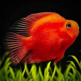 Red Parrot Fish Hybrid Amphilophus citrinellus × Vieja melanurus 5cm.