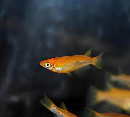 Red Rice Fish Tetra Oryzias Latipes 3cm.