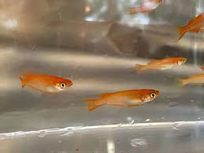 Red Rice Fish Tetra Oryzias Latipes 3cm.