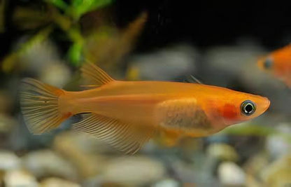 Red Rice Fish Tetra Oryzias Latipes 3cm.