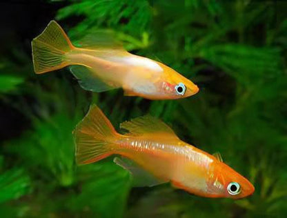 Red Rice Fish Tetra Oryzias Latipes 3cm.