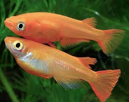 Red Rice Fish Tetra Oryzias Latipes 3cm.