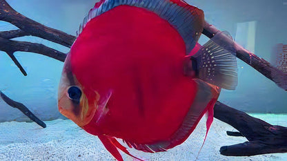 Red Rose Discus.