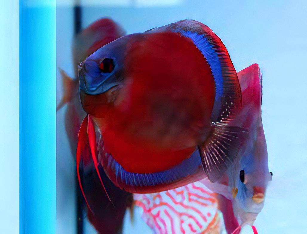 Red Rose Discus.