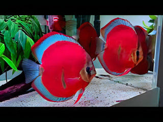 Red Rose Discus.