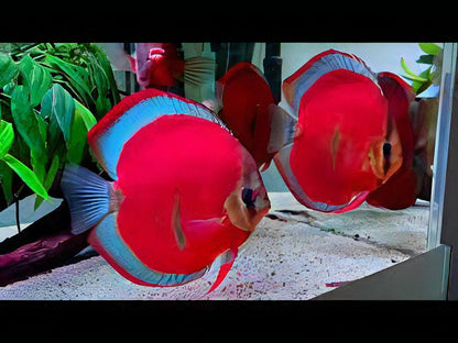 Red Rose Discus.