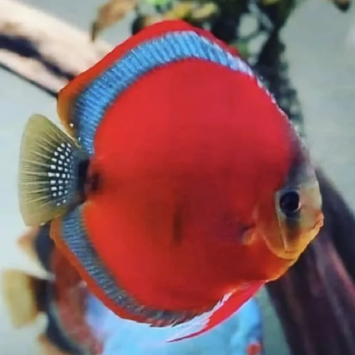Red Rose Discus.