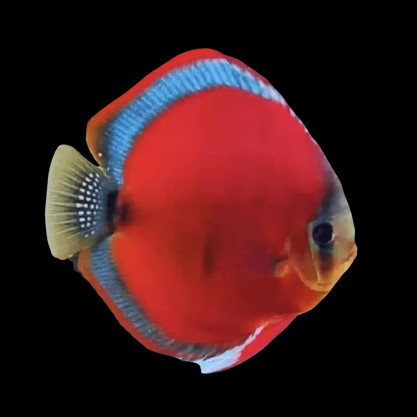 Red Rose Discus.