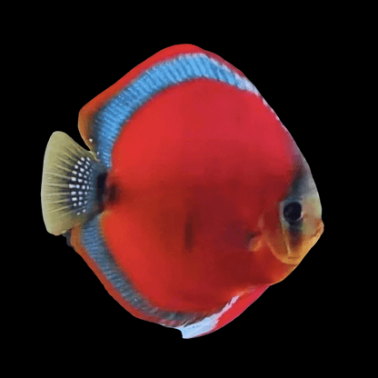 Red Rose Discus.