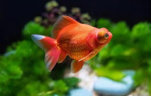 Assorted Telescope Butterfly Moor Goldfish Carassius Auratus.