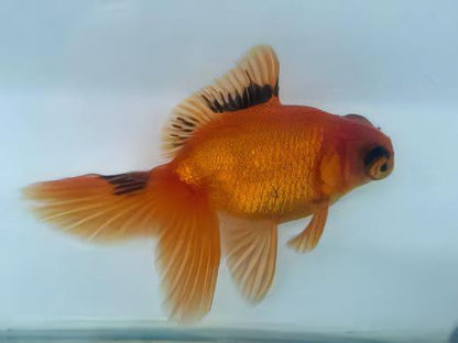 Red and Black Telescope Butterfly Moor Goldfish Carassius Auratus.