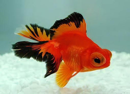 Assorted Telescope Butterfly Moor Goldfish Carassius Auratus.