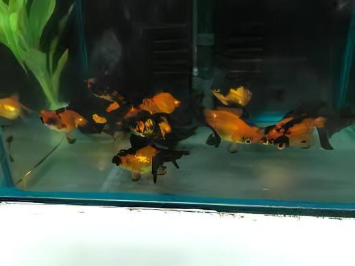 Red and Black Telescope Butterfly Moor Goldfish Carassius Auratus.