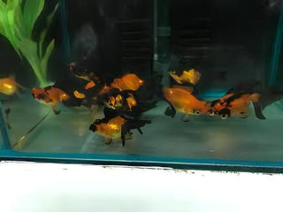 Red and Black Telescope Butterfly Moor Goldfish Carassius Auratus.