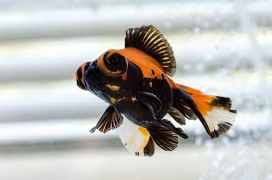Red and Black Telescope Butterfly Moor Goldfish Carassius Auratus.