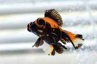 Red and Black Telescope Butterfly Moor Goldfish Carassius Auratus.