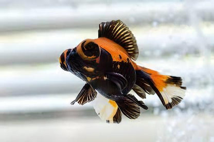 Red and Black Telescope Butterfly Moor Goldfish Carassius Auratus.
