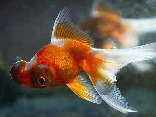 Assorted Telescope Butterfly Moor Goldfish Carassius Auratus.