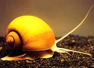 Golden Apple Mystery Snail Pomacea Canaliculata Amularis Sp 4cm.