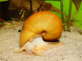 Golden Apple Mystery Snail Pomacea Canaliculata Amularis Sp 4cm.