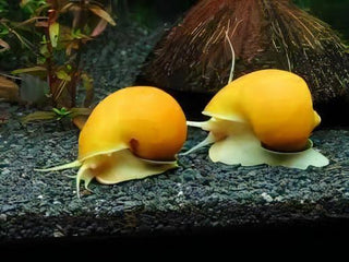 Golden Apple Mystery Snail Pomacea Canaliculata Amularis Sp 4cm.