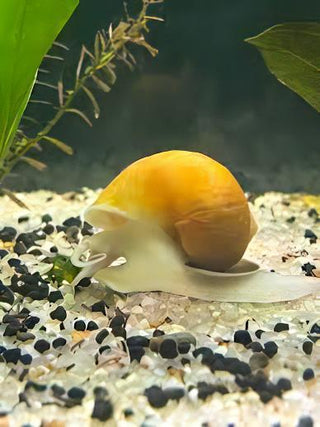 Golden Apple Mystery Snail Pomacea Canaliculata Amularis Sp 4cm.