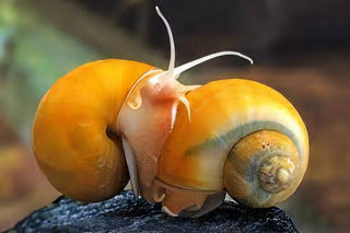 Golden Apple Mystery Snail Pomacea Canaliculata Amularis Sp 4cm.
