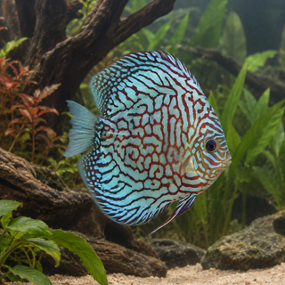 Red Checkerboard Turquoise Discus