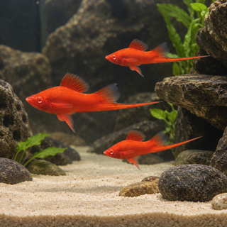Red Eye Swordtail Xiphophorus Hellerii 