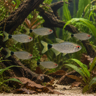 Red Eye Tetra