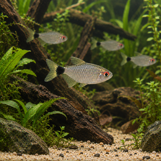 Red Eye Tetra Moenkhausia
