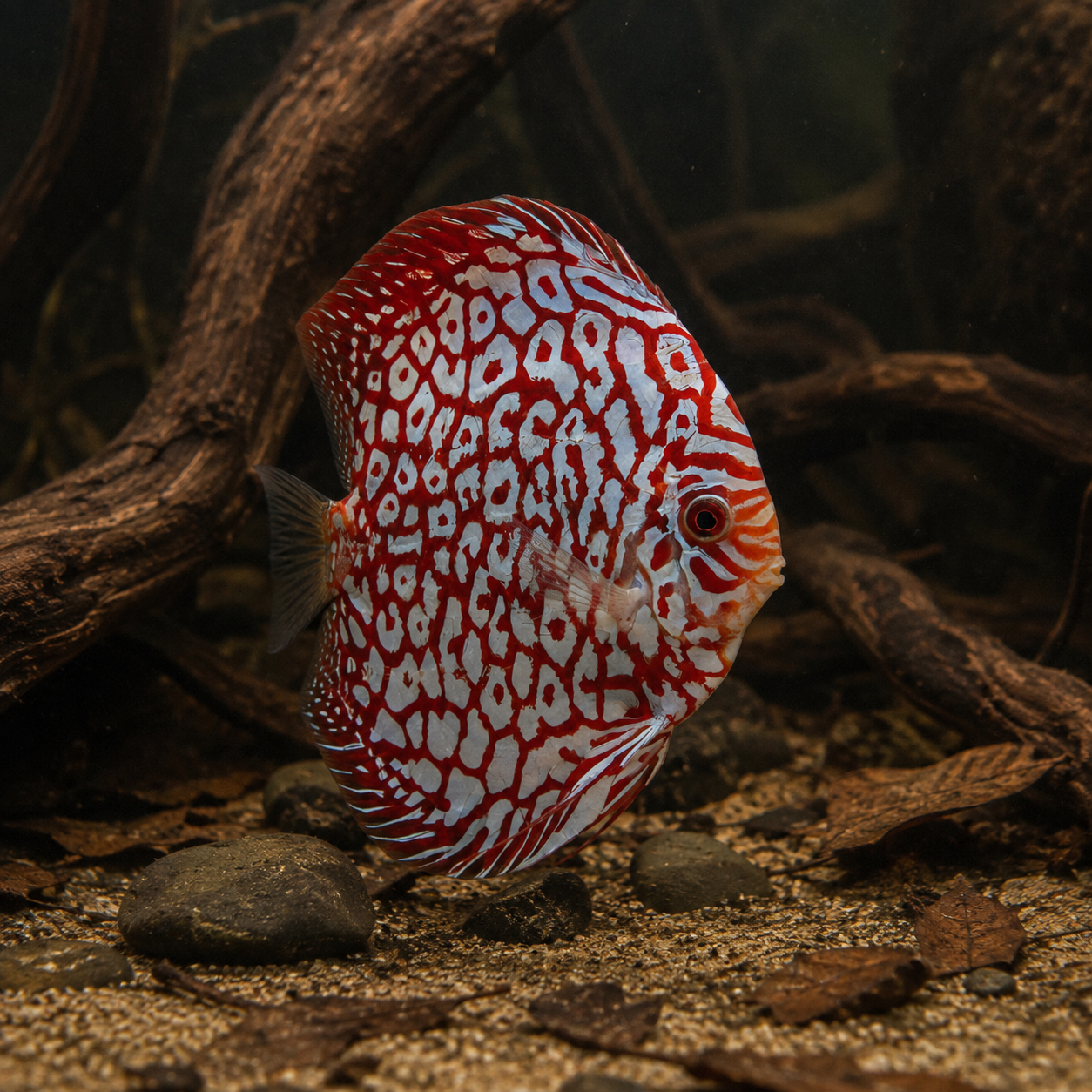 Red Jaguar Discus