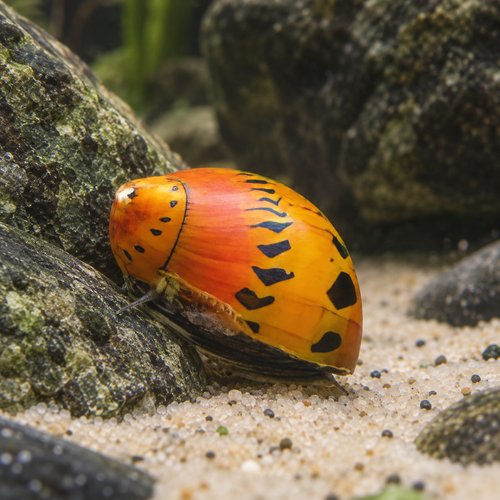 Red Onion Snail