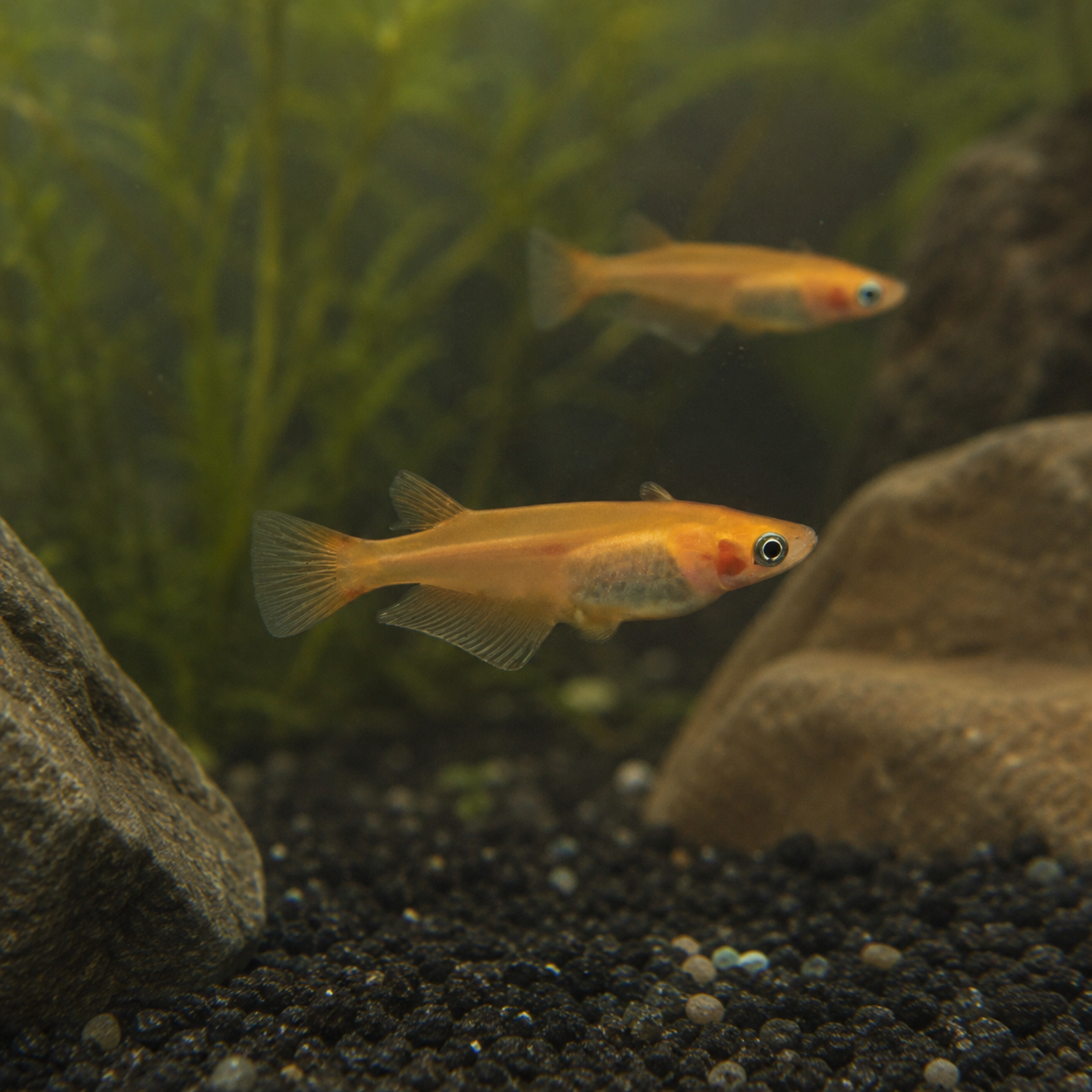 Red Rice Fish Tetra Oryzias Latipes