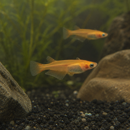 Red Rice Fish Tetra Oryzias Latipes