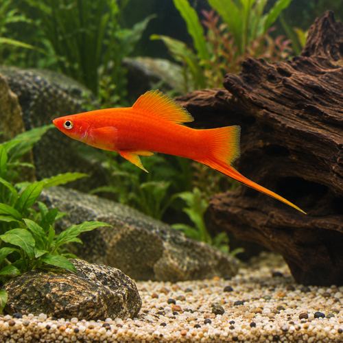 Red Swordtail