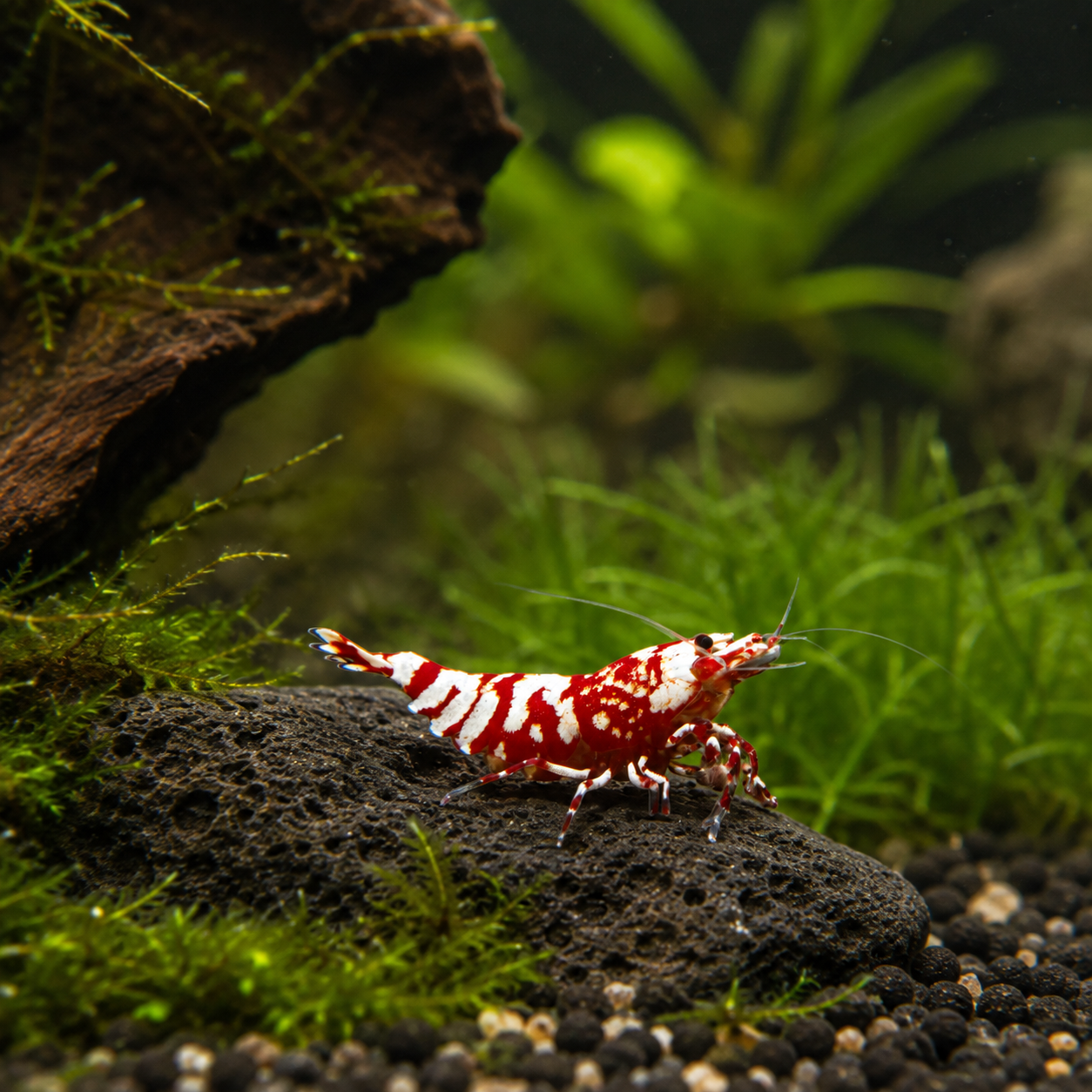 A red and white striped shrimp (amphipod) standing on a dark rock in a planted aquarium with green aquatic plants and gravel.