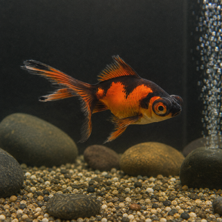 Red and Black Telescope Butterfly Moor Goldfish