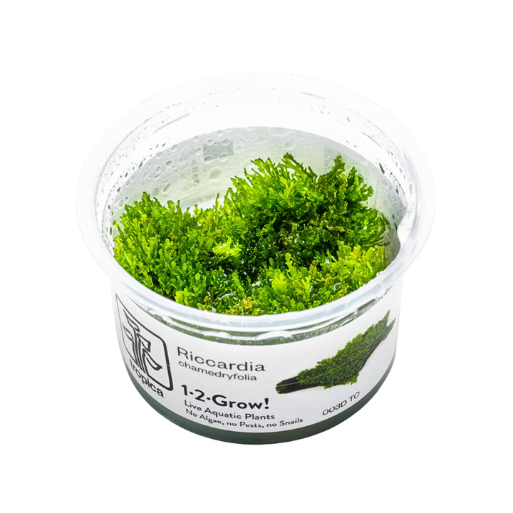 Tropica Riccardia chamedryfolia 1-2-Grow