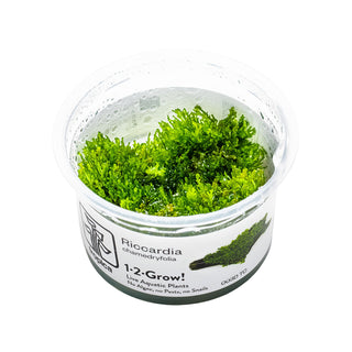 Tropica Riccardia chamedryfolia 1-2-Grow