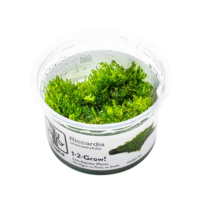 Tropica Riccardia chamedryfolia 1-2-Grow