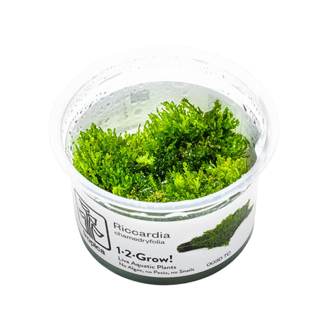 Tropica Riccardia chamedryfolia 1-2-Grow