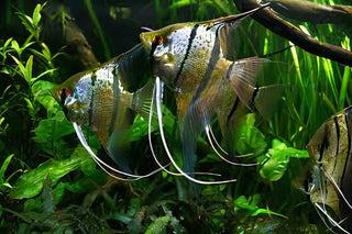 Rio Nanay Angelfish Pterophyllum Scalare 5cm.