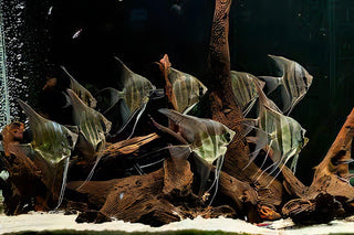 Rio Nanay Angelfish Pterophyllum Scalare 5cm.