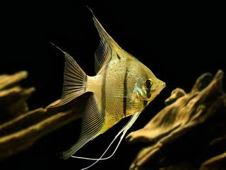 Rio Nanay Angelfish Pterophyllum Scalare 5cm.