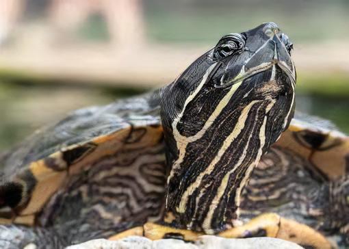 River Cooter Turtle Pseudemys Concinna Juvenile 5cm.