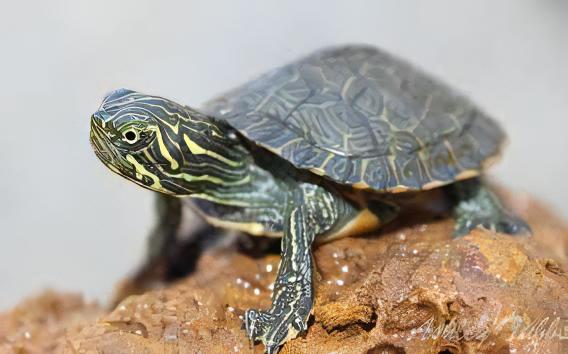 River Cooter Turtle Pseudemys Concinna Juvenile 5cm.