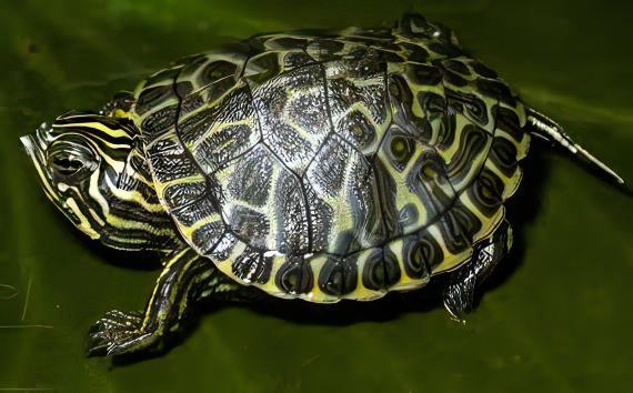 River Cooter Turtle Pseudemys Concinna Juvenile 5cm.